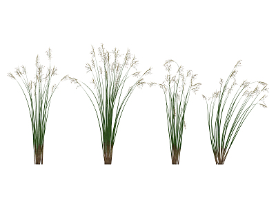 Modern plant water onion 3d model