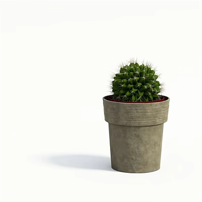 Green Cactus Potted Plant in Gray Concrete Pot with White Background 3d model
