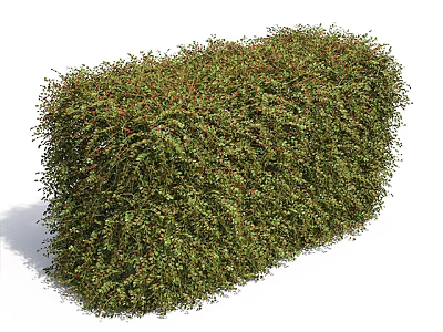 Lush Green Garden Hedge With Dense Foliage For Landscaping Projects 3d model