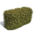 Lush Green Garden Hedge With Dense Foliage For Landscaping Projects