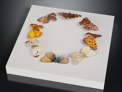 Modern Butterfly Specimen Butterfly model