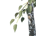 Tall Birch Tree With Green Leaves And White Trunk Beside Human Silhouette