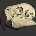 Detailed Animal Skull Featuring Cream And Purple Beak With Skeletal Structure On Dark Background