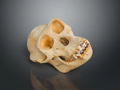 Detailed Natural Animal Skull Anatomical Organ With Eye Sockets And Teeth Structure 3d model