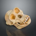 Detailed Natural Animal Skull Anatomical Organ With Eye Sockets And Teeth Structure