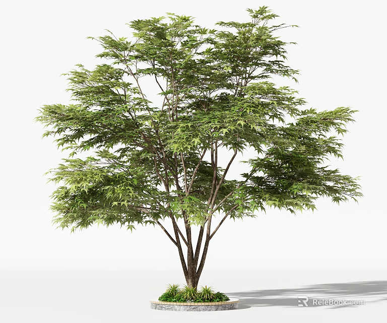 Healthy Arbor Featuring Lush Green Foliage And Slender Trunks Against White Background 3d model 