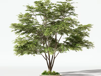Healthy Arbor Featuring Lush Green Foliage And Slender Trunks Against White Background 3d model