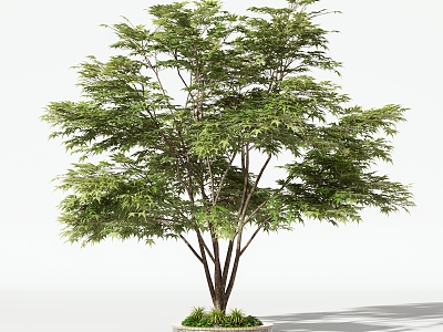 Trees Arbor model