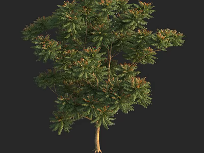 Lush Green Arbor With Dense Foliage And Strong Trunk On Dark Background 3d model
