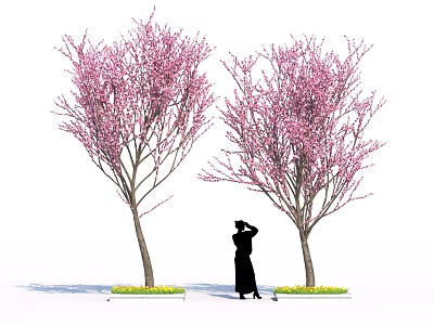 Woman Collecting Pink Cherry Blossoms To Make Homemade Spring Desserts 3d model
