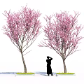 Woman Collecting Pink Cherry Blossoms To Make Homemade Spring Desserts