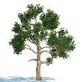Tall Tree With Lush Green Foliage Thick Trunk And Strong Branches 3d model