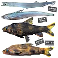 Various Freshwater Aquatic Fish Species With Distinctive Colors And Physical Features