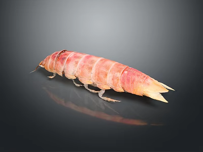 Vibrant Pink and Orange Mantis Shrimp with Segmented Body on Dark Background and Reflection 3d model