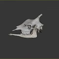 White Horned Animal Skull Bone Organ And Fur Associated Mammal Features