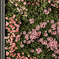 Green Plant Wall With Lush Greenery And Pink Flowers For Modern Interior Design