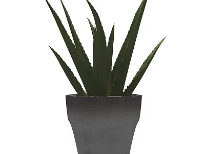 Bonsai Potted Aloe Vera Plant With Green Leaves In Gray Ceramic Pot 3d model