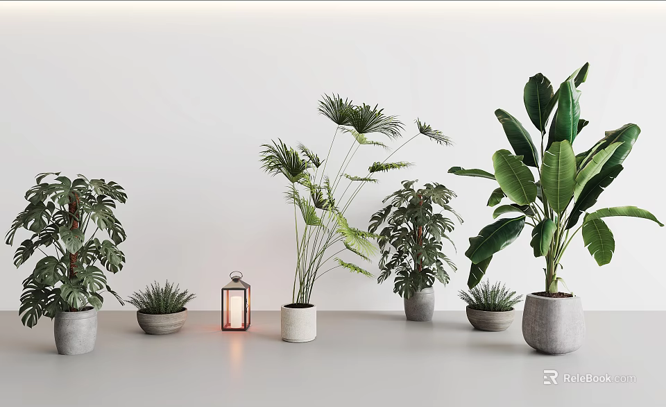 Various Potted Plants Arranged With Lantern In Minimalist White Interior Space 3d model 