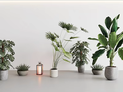 Various Potted Plants Arranged With Lantern In Minimalist White Interior Space 3d model
