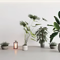 Various Potted Plants Arranged With Lantern In Minimalist White Interior Space