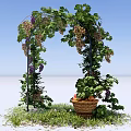 Pergola Adorned With Climbing Grape Vines Green Leaves Purple Clusters And Wicker Basket On Grass