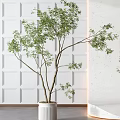 Bonsai Trees in White Ceramic Pot and Clear Vase Against White Paneled Wall