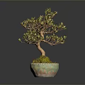 Artistic Bonsai Arbor With Curved Trunk Green Leaves And Mossy Pot