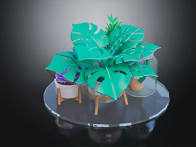 Green Monstera Plants With Various Pots On Transparent Round Tray And Wooden Stands 3d model