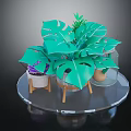 Green Monstera Plants With Various Pots On Transparent Round Tray And Wooden Stands