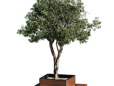 Bonsai Tree with Forked Trunk in Square Brown Wooden Pot Small Stones on White Background 3d model