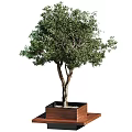 Bonsai Tree with Forked Trunk in Square Brown Wooden Pot Small Stones on White Background