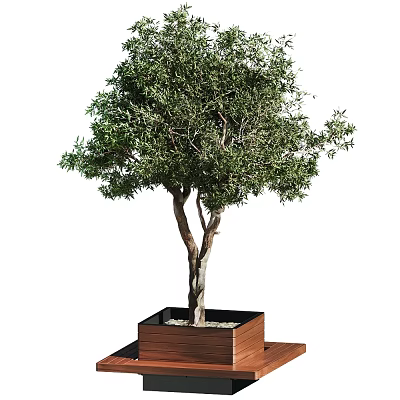 Bonsai Tree with Forked Trunk in Square Brown Wooden Pot Small Stones on White Background 3d model