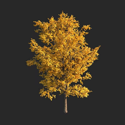 Bonsai Tree With Golden Yellow Autumn Foliage For Indoor Decorative 3d model