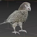 Kea Parrot Flying Animal With Green Brown Feathers Standing In Natural Habitat