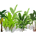 Various Tropical Arbor Species With Large Green Leaves And Lush Foliage