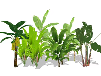 banana fruit tree green plant 3d model