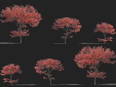 Red Leaf Arbor Trees With Various Shapes Display On Black Background 3d model