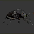 Shiny Dark Beetle With Orange Tipped Legs On Gray Gradient Background 3d model