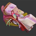 3D Ear Anatomical Illustration Showing Detailed Internal Structure And Medical Components For Education