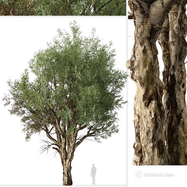 Mature Arbor With Lush Green Foliage And Rough Trunk Texture In Natural Scene 3d model 