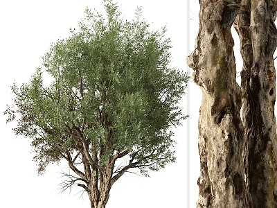 Mature Arbor With Lush Green Foliage And Rough Trunk Texture In Natural Scene 3d model