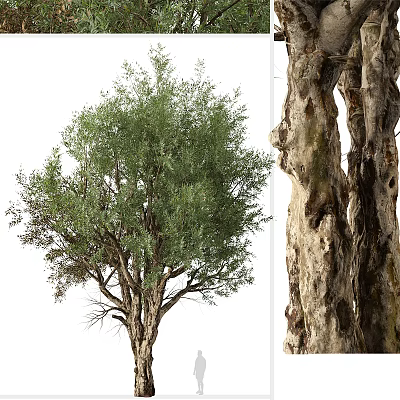 Mature Arbor With Lush Green Foliage And Rough Trunk Texture In Natural Scene 3d model
