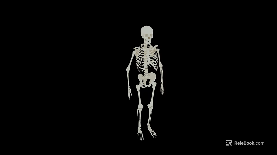 Skull As Main Head Organ In Full Human Skeleton On Black Background 3d model 