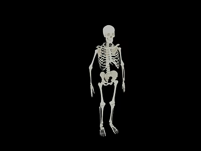 Skull As Main Head Organ In Full Human Skeleton On Black Background 3d model