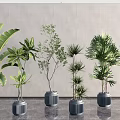 Various Lush Potted Plants Arranged In Indoor Display With Gray Pots And Green Foliage