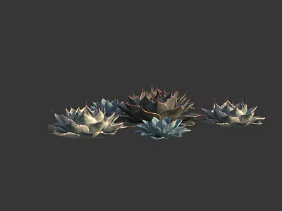 Beautiful Succulent Plants With Rosette Shapes In Various Colors On Dark Background 3d model