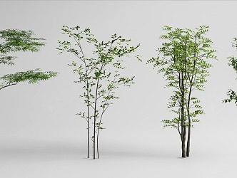 Landscape tree, modeling tree, arbor 3d model