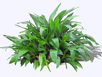 Lush Healthy Bush With Vibrant Fresh Green Leaves And Dense Foliage 3d model