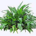 Lush Healthy Bush With Vibrant Fresh Green Leaves And Dense Foliage