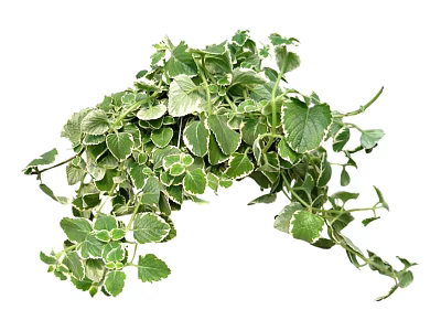 Lush Trailing Green Plants With White Edged Leaves And Natural Growth 3d model